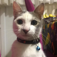 Tekir Kedi, Kedi  Gölge fotoğrafı