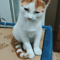 Sarman, Kedi  Puma fotoğrafı