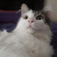 Norwegian Forest, Kedi  Arya fotoğrafı