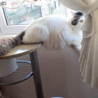 Norwegian Forest, Kedi  Arya fotoğrafı
