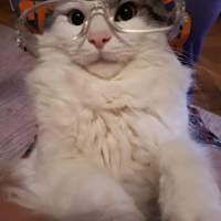 Norwegian Forest, Kedi  Arya fotoğrafı
