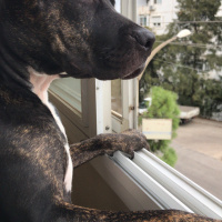 Amerikan Pitbull Terrier, Köpek  Zed fotoğrafı