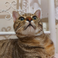 Tekir Kedi, Kedi  Mia fotoğrafı