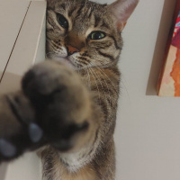 Tekir Kedi, Kedi  Mia fotoğrafı