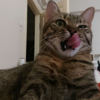 Tekir Kedi, Kedi  Mia fotoğrafı