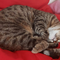 Tekir Kedi, Kedi  Mia fotoğrafı