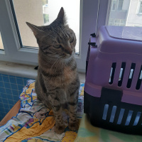 Tekir Kedi, Kedi  Mia fotoğrafı