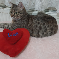 Tekir Kedi, Kedi  Mia fotoğrafı