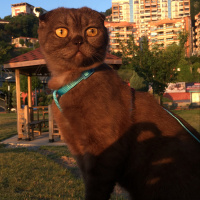 Scottish Fold, Kedi  Karamel fotoğrafı