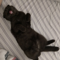 Scottish Fold, Kedi  Karamel fotoğrafı