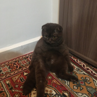 Scottish Fold, Kedi  Karamel fotoğrafı