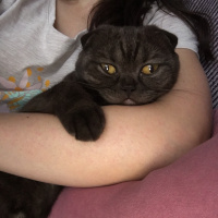 Scottish Fold, Kedi  Karamel fotoğrafı