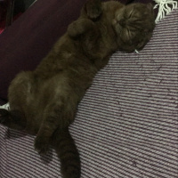 Scottish Fold, Kedi  Karamel fotoğrafı