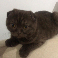 Scottish Fold, Kedi  Karamel fotoğrafı