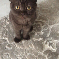 Scottish Fold, Kedi  Karamel fotoğrafı
