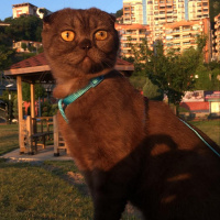 Scottish Fold, Kedi  Karamel fotoğrafı