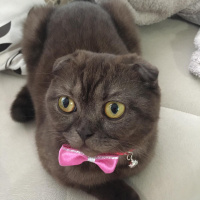 Scottish Fold, Kedi  Karamel fotoğrafı