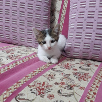 Tekir Kedi, Kedi  Mia fotoğrafı
