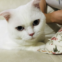 Scottish Fold, Kedi  Suşi fotoğrafı