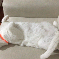 Scottish Fold, Kedi  Suşi fotoğrafı
