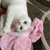 Scottish Fold, Kedi  Suşi fotoğrafı