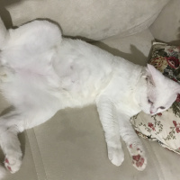 Scottish Fold, Kedi  Suşi fotoğrafı