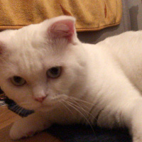Scottish Fold, Kedi  Suşi fotoğrafı