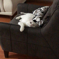 Scottish Fold, Kedi  Suşi fotoğrafı