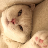Scottish Fold, Kedi  Suşi fotoğrafı