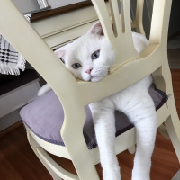 Scottish Fold, Kedi  Suşi fotoğrafı