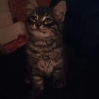 Tekir Kedi, Kedi  Mars pamuk fistik fotoğrafı