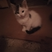 Tekir Kedi, Kedi  Mars pamuk fistik fotoğrafı
