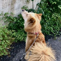Akita İnu, Köpek  Şampuan fotoğrafı
