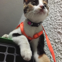 Tekir Kedi, Kedi  bal fotoğrafı
