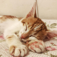 Sarman, Kedi  Ceku Balım fotoğrafı
