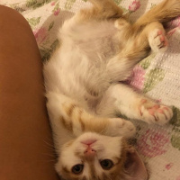 Sarman, Kedi  Ceku Balım fotoğrafı