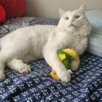 Chinchilla, Kedi  Kuzey fotoğrafı