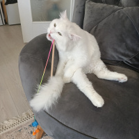 Chinchilla, Kedi  Kuzey fotoğrafı