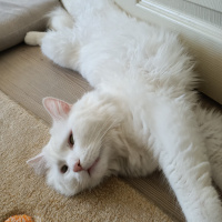 Chinchilla, Kedi  Kuzey fotoğrafı