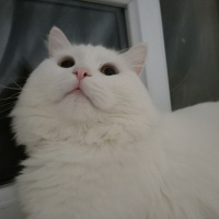 Chinchilla, Kedi  Kuzey fotoğrafı