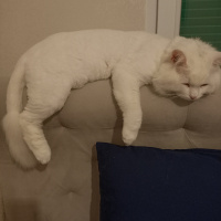 Chinchilla, Kedi  Kuzey fotoğrafı