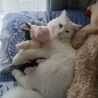 Chinchilla, Kedi  Kuzey fotoğrafı