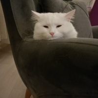 Chinchilla, Kedi  Kuzey fotoğrafı