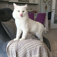 Chinchilla, Kedi  Kuzey fotoğrafı