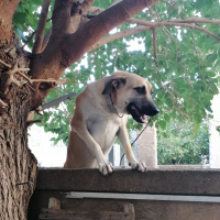 Sokö (Sokak Köpeği), Köpek  Badem fotoğrafı