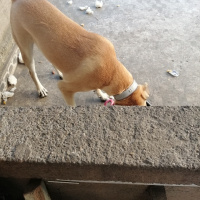 Sokö (Sokak Köpeği), Köpek  Badem fotoğrafı