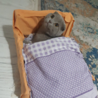 Scottish Fold, Kedi  Duman fotoğrafı