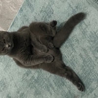 Scottish Fold, Kedi  Alpin fotoğrafı