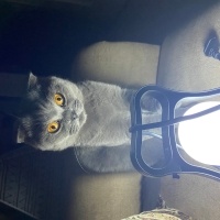 Scottish Fold, Kedi  Alpin fotoğrafı