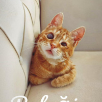 Sarman, Kedi  Badem fotoğrafı